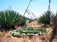 The first sisal plants in East Africa were planted at Kikogwe on the south side of the Pangani River in Tanga region of Tanzania on the edge of what is now the group's Mwera estate