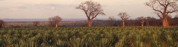 REA VIPINGO - WORLD LEADERS IN SISAL