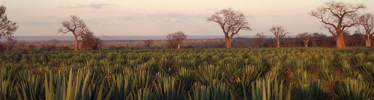 REA VIPINGO - WORLD LEADERS IN SISAL