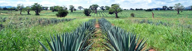 REA VIPINGO - WORLD LEADERS IN SISAL